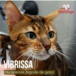 vibrissa