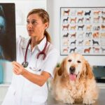 Ortopedista Veterinário Cachorro