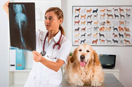Ortopedista Veterinário Cachorro